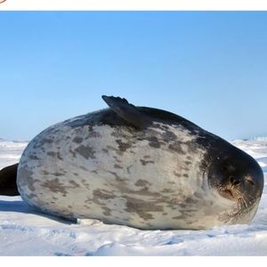 Meet your Posher, Erika